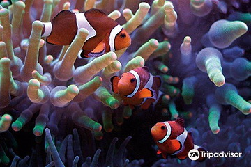 西澳大利亚水族馆第 11 张图片