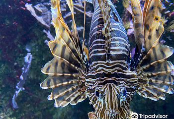 圣塞瓦斯蒂安水族馆第 9 张图片