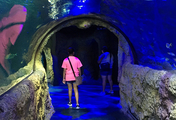 奥兰多海洋生物水族馆第 6 张图片