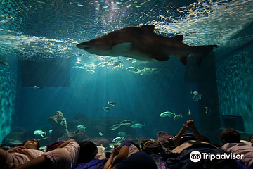 塞维利亚水族馆第 3 张图片