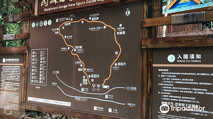 西双版纳雨林谷第 8 张图片