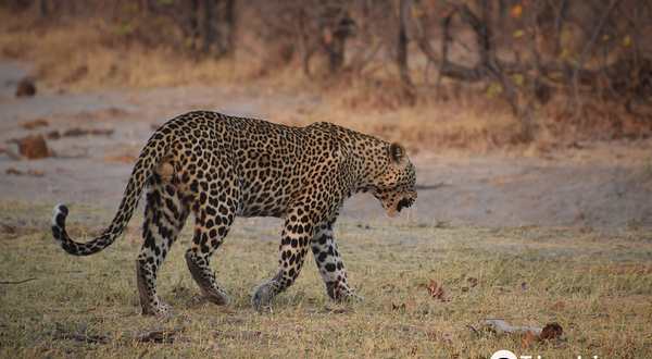 Moremi Wildlife Reserve