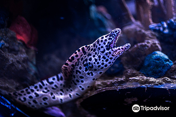莱利大烟山水族馆第 7 张图片
