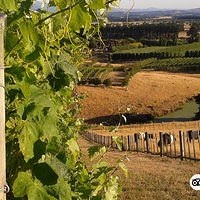 马丁堡葡萄酒村