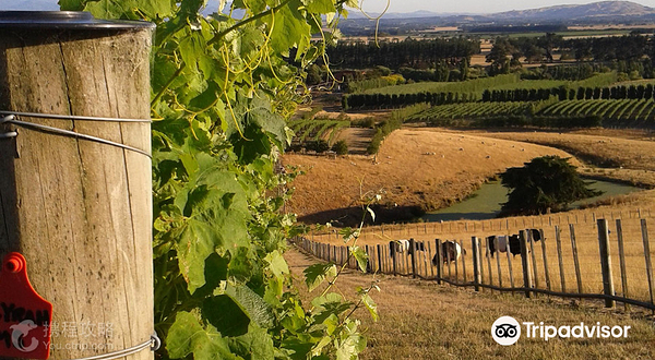 马丁堡葡萄酒村