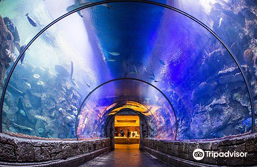 曼德勒湾鲨鱼礁水族馆第 4 张图片