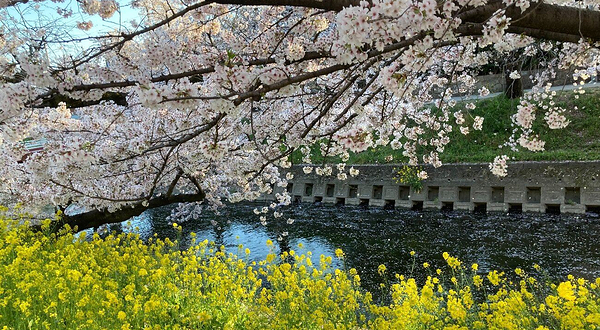 五条川 桜並木