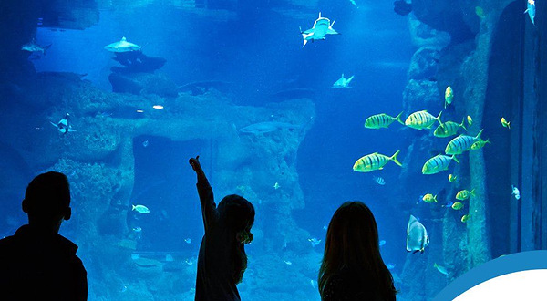 伊斯坦布尔水族馆和水下动物园