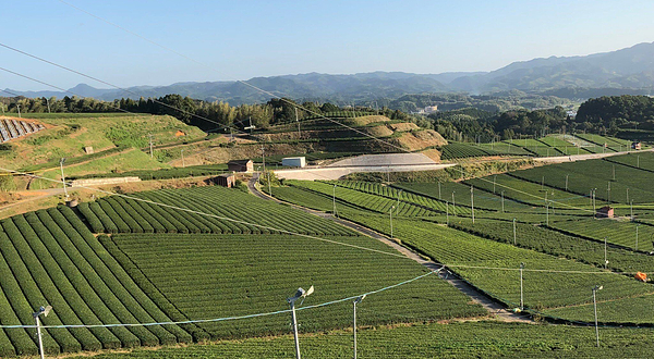 八女中央大茶园