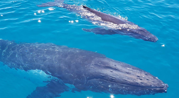 Brisbane Whale Watching