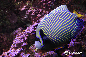 圣塞瓦斯蒂安水族馆第 8 张图片