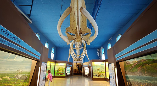 自然历史博物馆