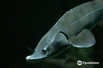里昂水族馆第 4 张图片