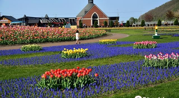 涌别町郁金香公园