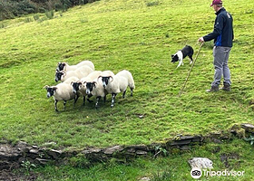 Kells Sheepdogs, Ring of Kerry