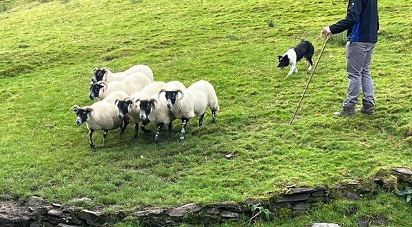Kells Sheepdogs, Ring of Kerry