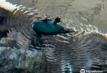 宫岛水族馆第 6 张图片