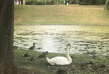 莱茵休闲公园第 12 张图片