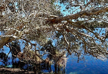 Lake Ainsworth第 7 张图片