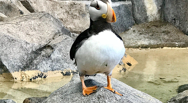 阿拉斯加海洋动物中心