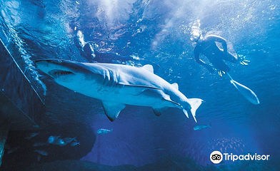 西澳大利亚水族馆第 12 张图片