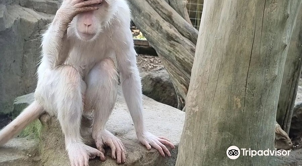 Hidden Canyon Mini Zoo