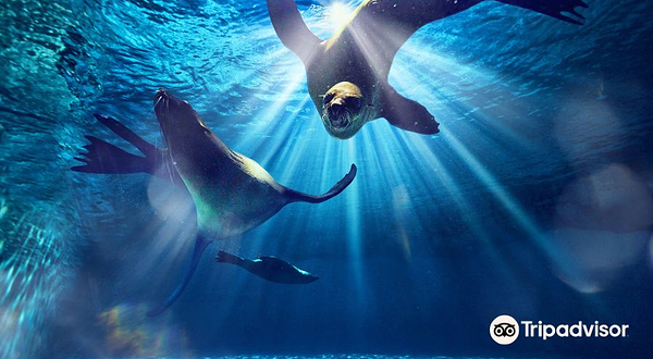 迪拜亚特兰蒂斯海狮角