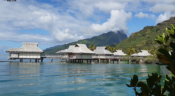 茉莉雅岛海豚中心