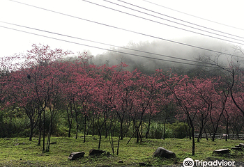 太平山森林游乐区第 13 张图片
