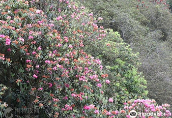 毕节国家森林公园第 2 张图片