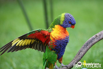 Bird park Villars les Dombes第 4 张图片