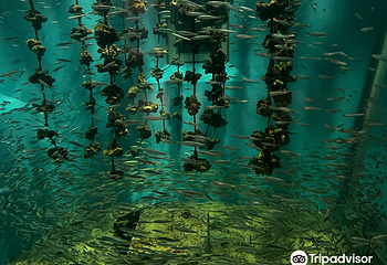 宫岛水族馆第 1 张图片