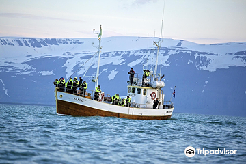 Salka Whale Watching第 2 张图片