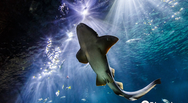 Acuario Michin Guadalajara