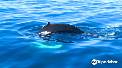 Salka Whale Watching第 8 张图片
