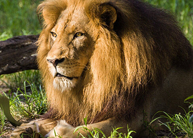 Jacksonville Zoo and Botanical Gardens