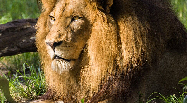 Jacksonville Zoo and Botanical Gardens