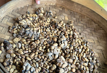 Segara Windhu Coffee Plantation第 8 张图片