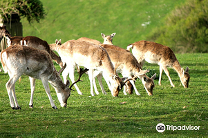 大洋路野生动物园