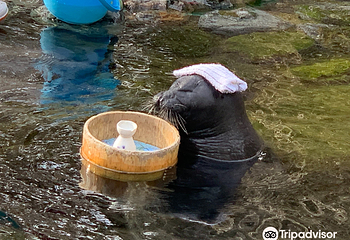 箱根园水族馆第 8 张图片