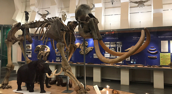 猛犸博物馆
