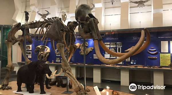 猛犸博物馆