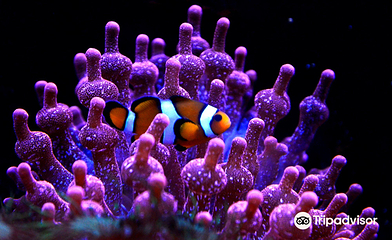 里昂水族馆第 2 张图片