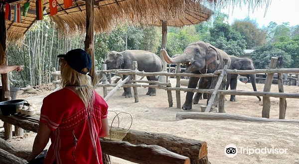 Maerim Elephant Home