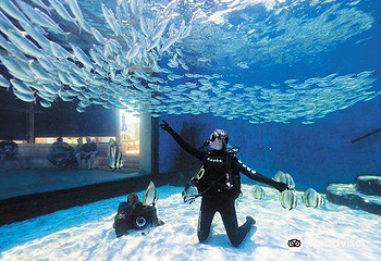 西澳大利亚水族馆第 5 张图片