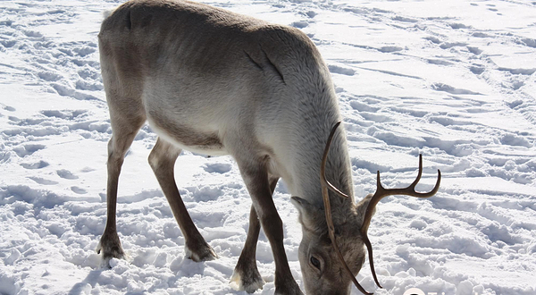 Kopara Reindeer Park