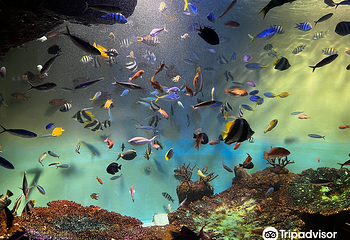 宫岛水族馆第 8 张图片