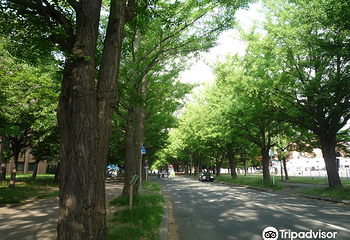 北海道大学银杏大道第 7 张图片