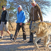 维多利亚瀑布与狮子同行