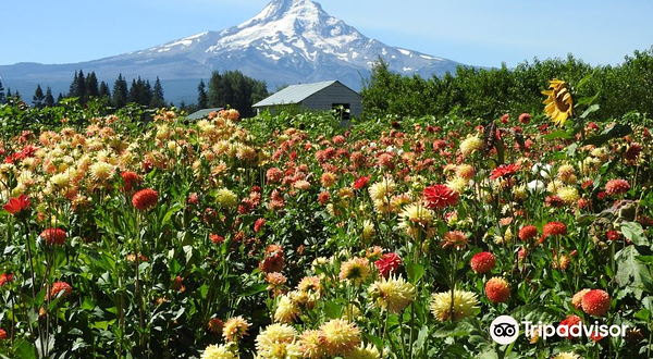 Draper Girls Country Farm